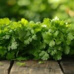 Les vertus de la coriandre : une herbe aux multiples bienfaits