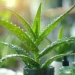 Les vertus de l’Aloe Vera : une plante miraculeuse pour le bien-être