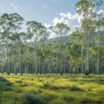 Les fabuleux bienfaits de l'Eucalyptus globulus sur notre santé