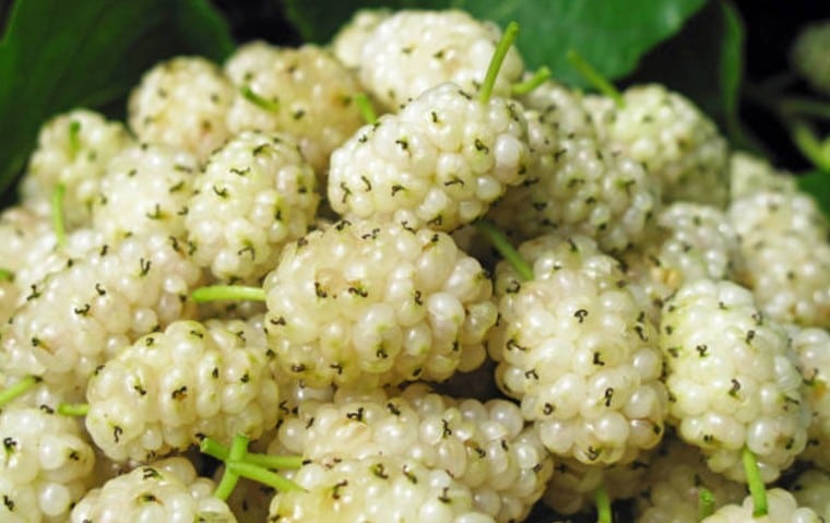 Le mûrier blanc soutient la perte de poids et plus encore.