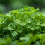 Le persil contient deux puissants antioxydants : la lutéoline et l'apigénine.