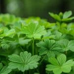 Le phyllanthus combat les infections y compris la malaria.