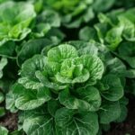 Attention : les légumes verts ralentissent le vieillissement (la raison va vous choquer)