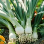 Les 5 bienfaits santé surprenants des poireaux : découvrez leurs vertus pour votre organisme