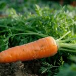 Les 10 bienfaits surprenants des carottes pour votre santé : découvrez leurs vertus nutritionnelles