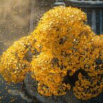 Ginkgo biloba : bienfaits et propriétés de l'arbre aux mille vertus pour votre santé et votre mémoire