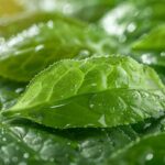 Les bienfaits du thé vert pour la peau : propriétés et effets sur l'épiderme