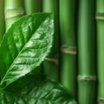 Le thé vert : l'allié minceur numéro 1 des diététiciens pour perdre du ventre efficacement