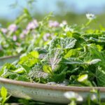 Les 7 bienfaits surprenants de la mâche pour votre santé : découvrez ses vertus nutritionnelles